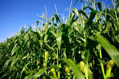 Corn Planting