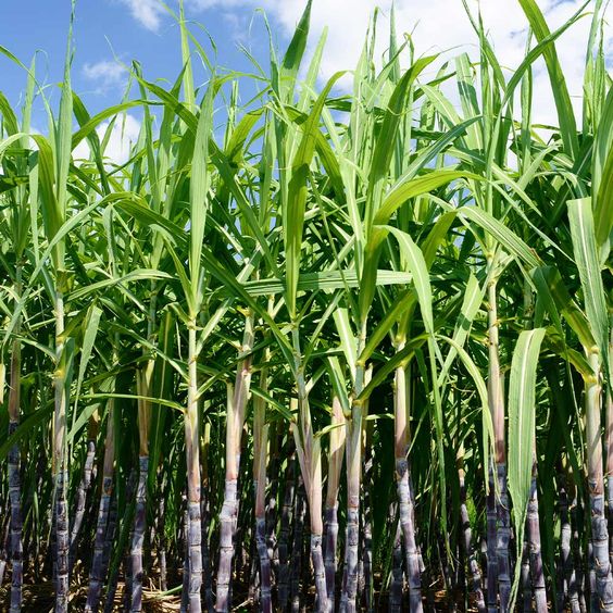 Sugar cane Farming