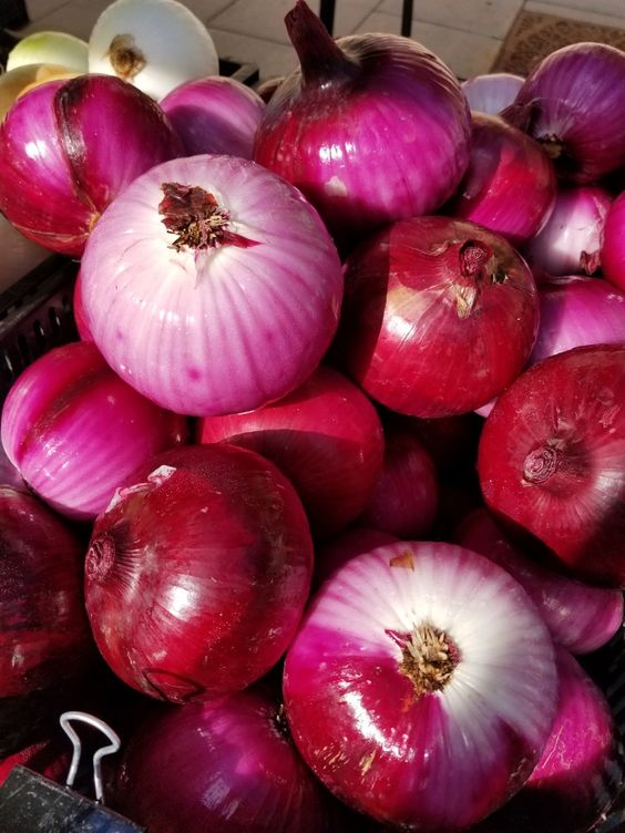 Onion Planting Techniques
