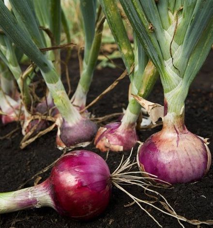 Onion Fertilization