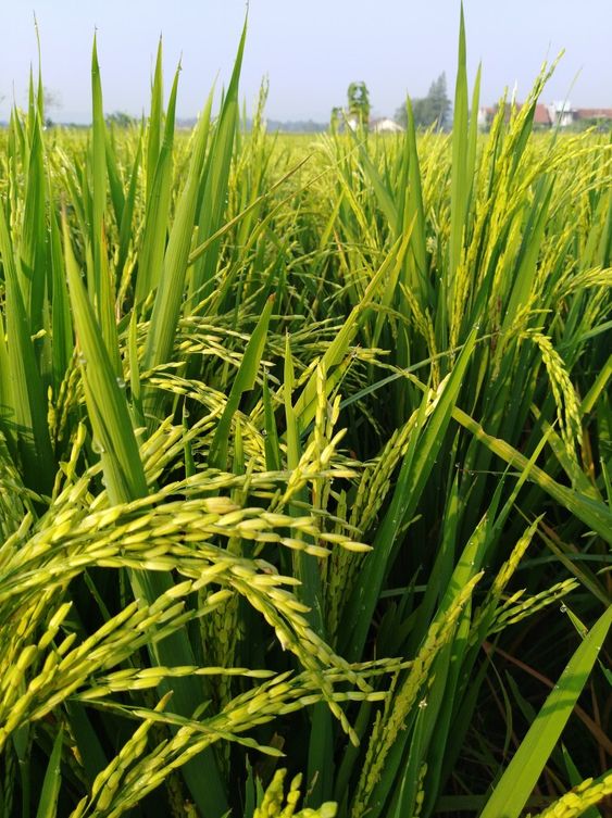 Fertilizing Rice