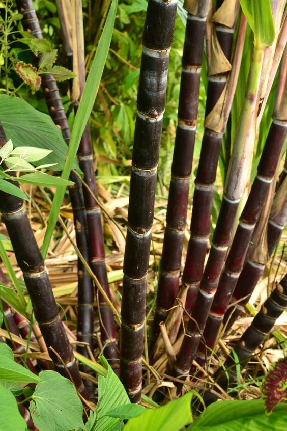 Sugarcane Productivity
