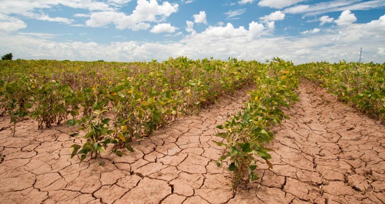Urgency of Climate Adaptation for Agriculture