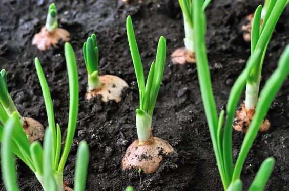 Plant Sprouted Onions