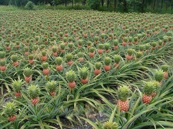 Plant a Pineapple