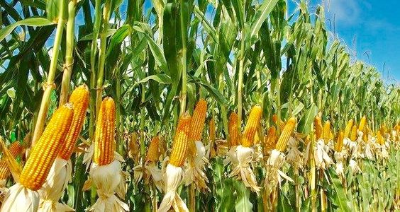 Corn Processing