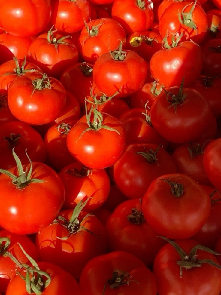 Tomato Planting Productivity