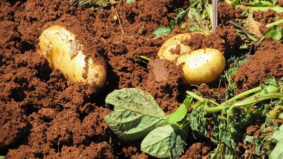 Large Scale Potato Production