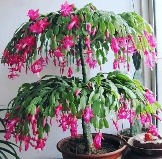 Grow Xmas Cactus