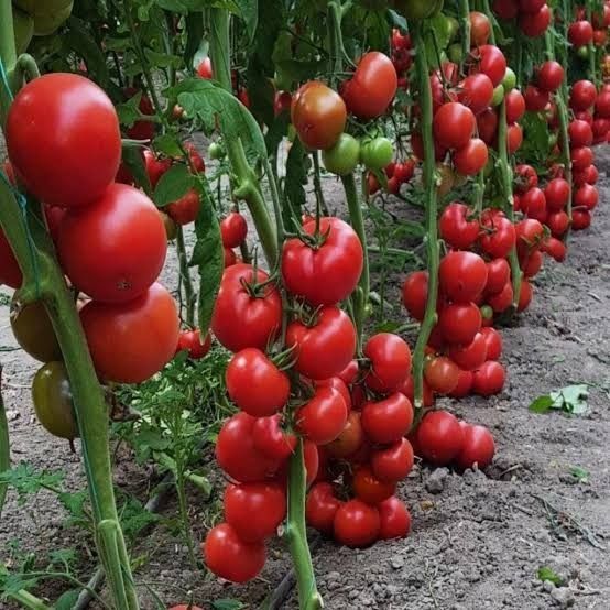 Hydroponic Tomato Cultivation