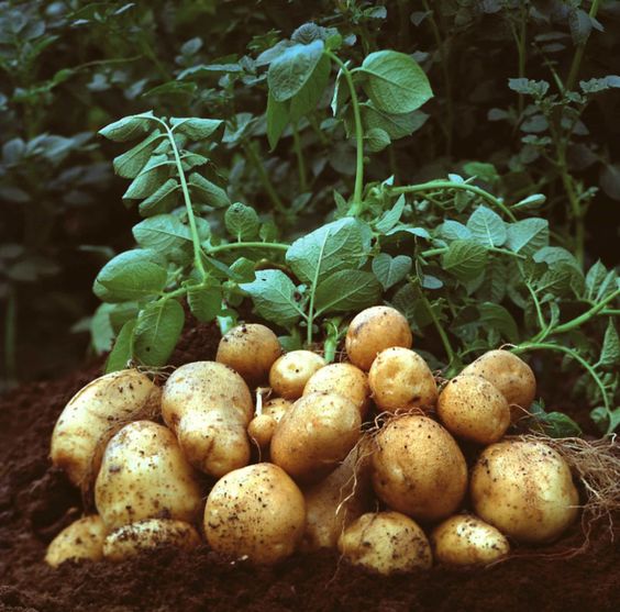 Sweet Potato Cultivation Guide
