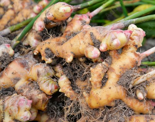 Organic Ginger Cultivation
