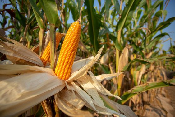 Sustainable Corn Production