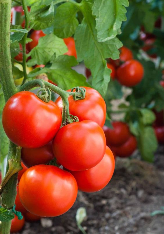 Organic Tomato Cultivation