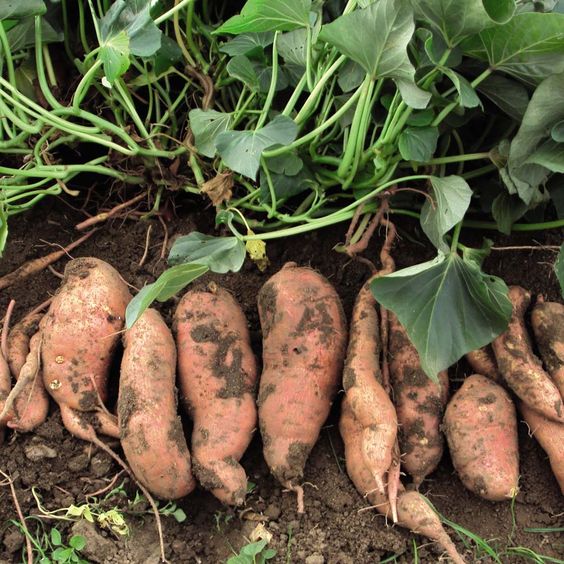 Sweet Potato Cultivation Techniques