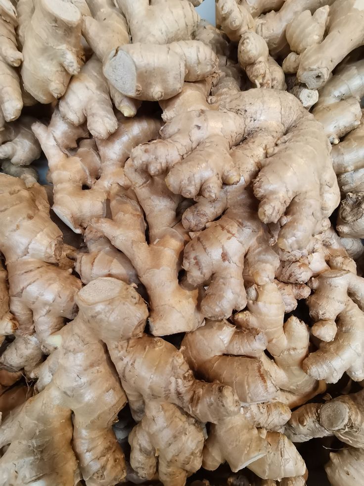 Ginger Cultivation in Tropical Climates