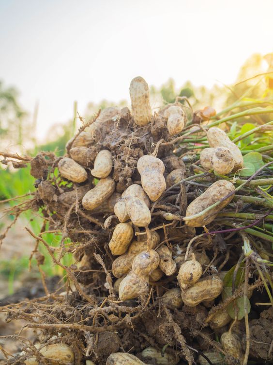 Agriculture Revolutionizes Peanut Cultivation