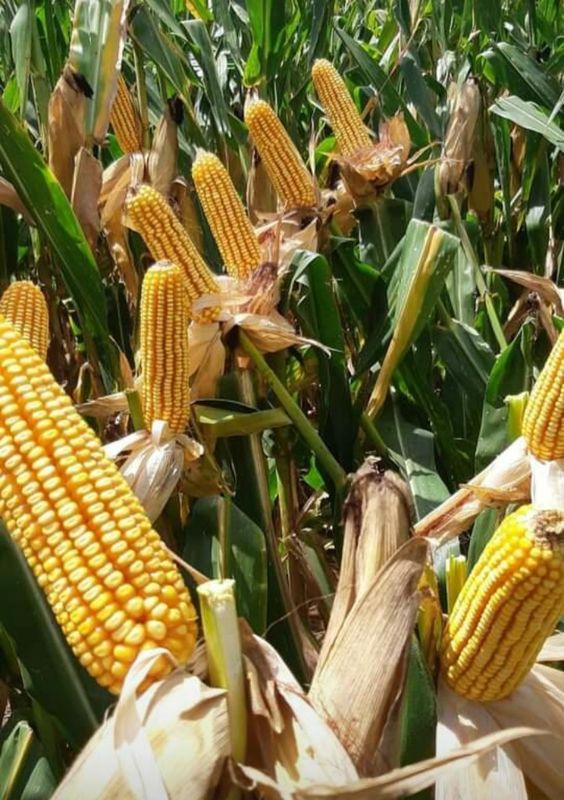 Corn Cultivation Techniques