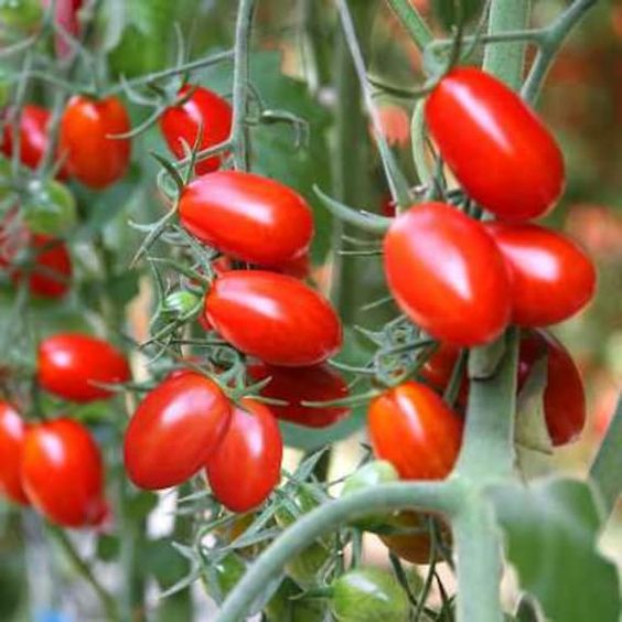 Tomato Cultivation Guide