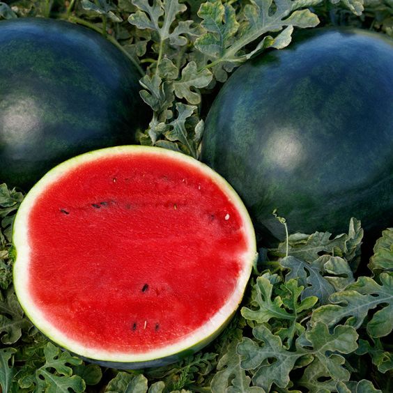 Plant Watermelon