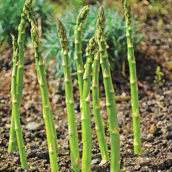 Plant Asparagus roots