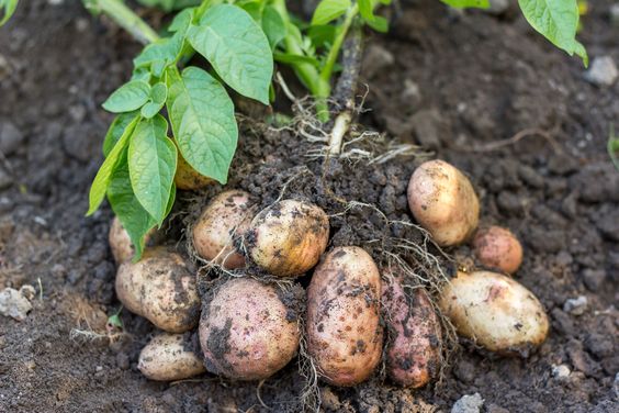 Sweet Potato Cultivation Tips
