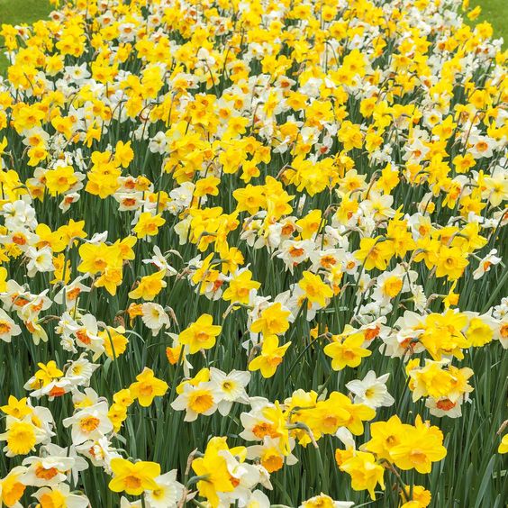 Plant Daffodil Bulbs