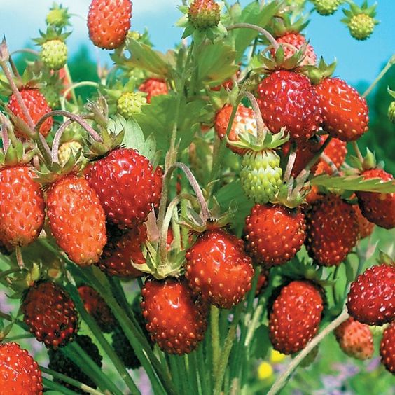 Plant Strawberry Seeds