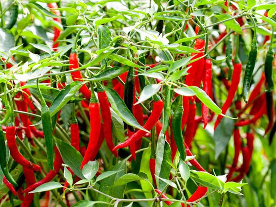Chili Cultivation Guide