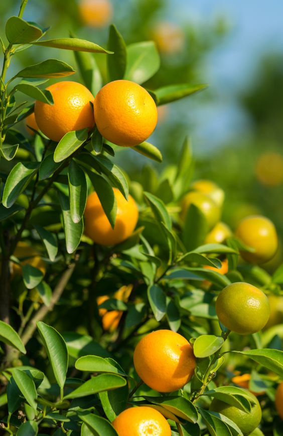 Plant Orange Seeds