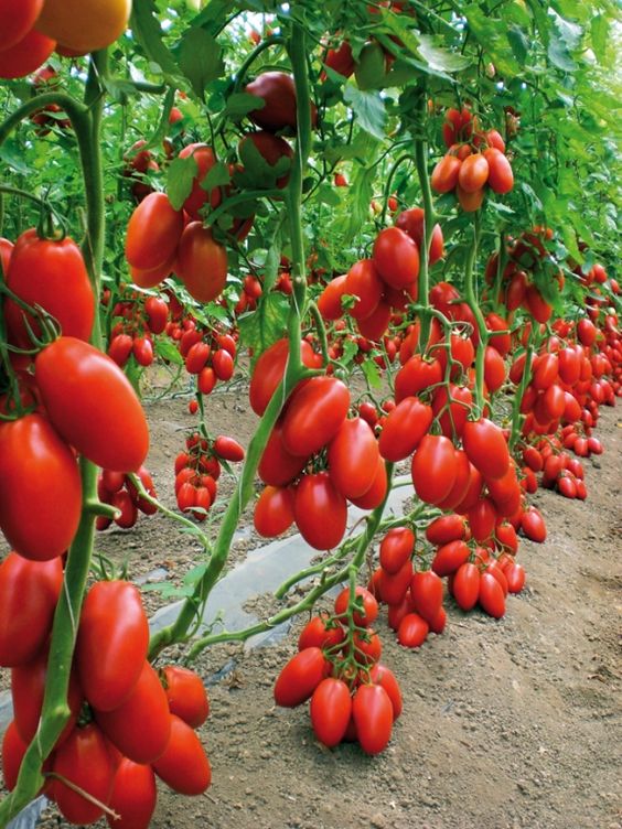 Tomato Cultivation Techniques