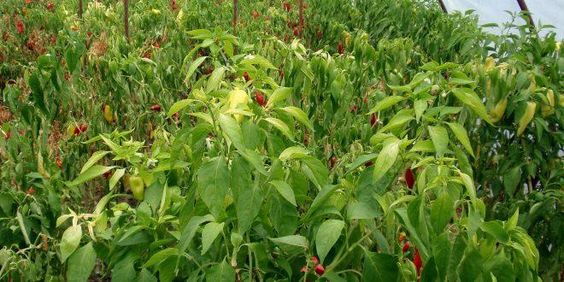 Chili Cultivation Practices