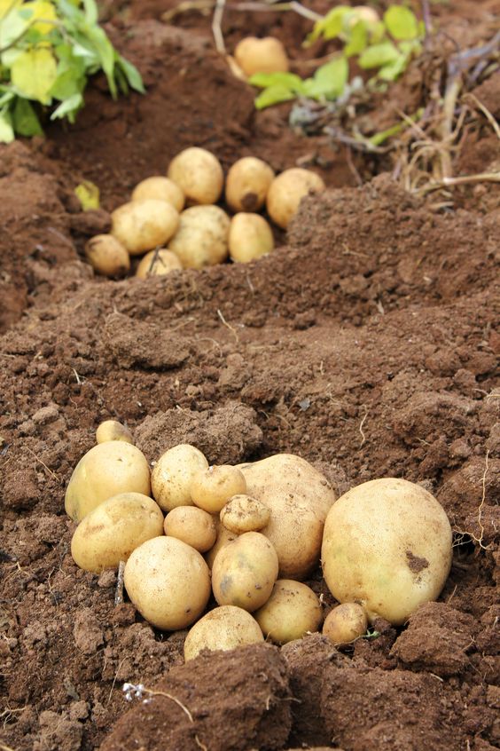 Sweet Potato Cultivation Best Practices