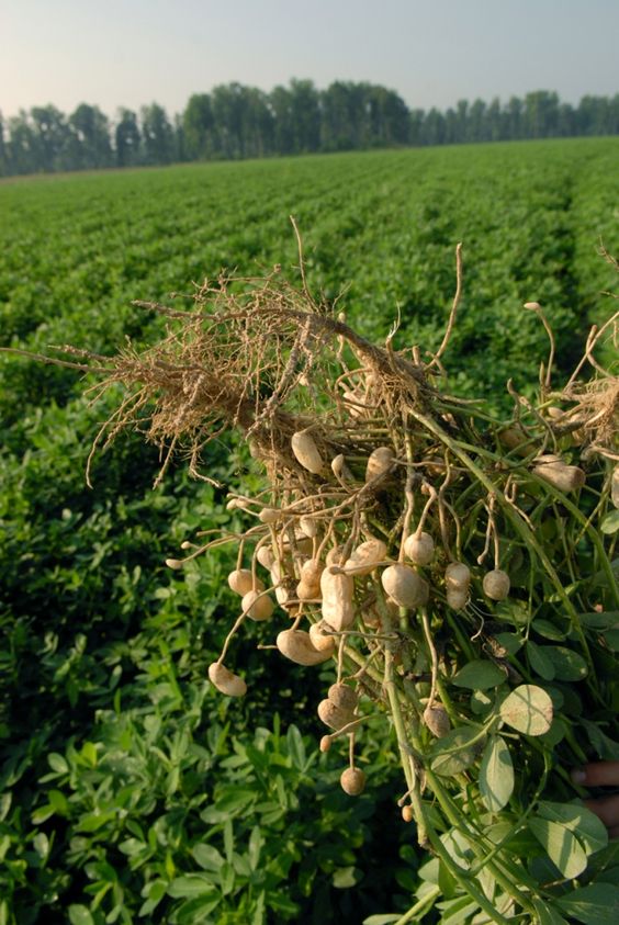 Peanut Cultivation Guide