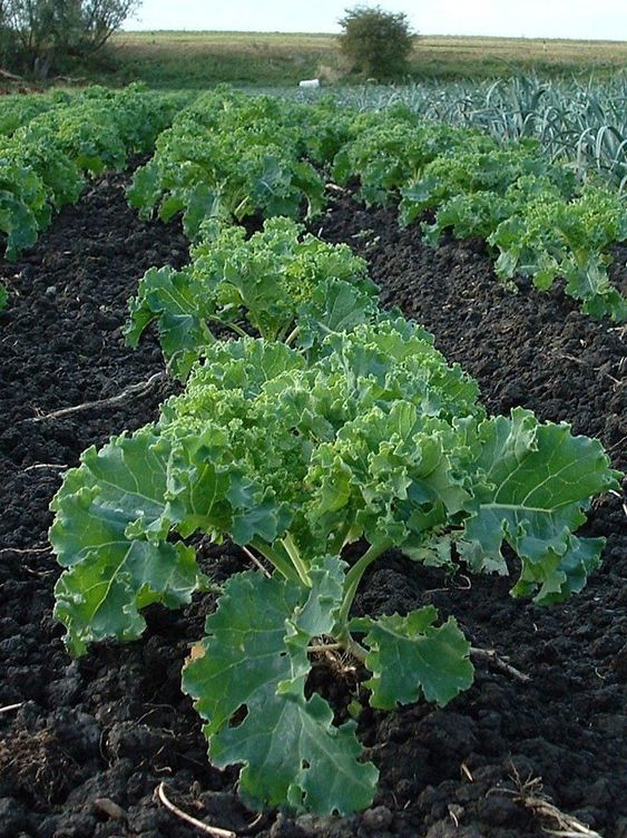 Plant Kale