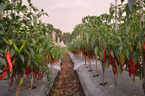 Chili Cultivation Techniques