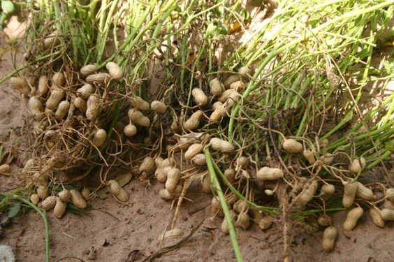 Organic Peanut Cultivation