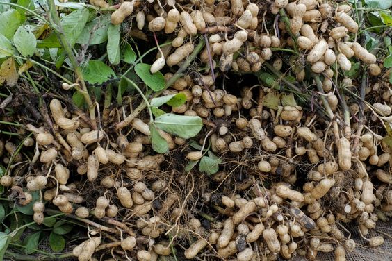 Peanut Cultivation Tips