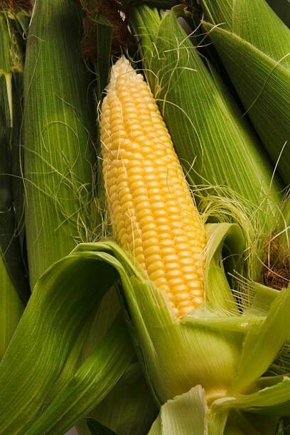 Consistent Corn Quality