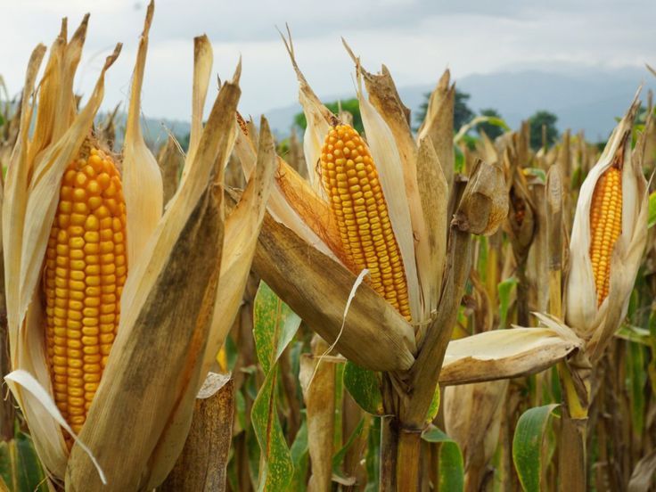 Corn Plant Monitoring