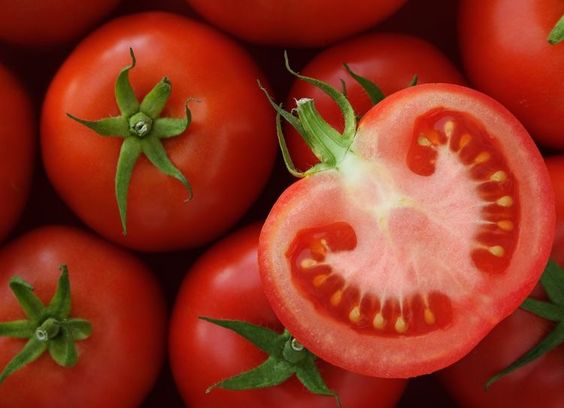 Cultivating Organic Tomatoes