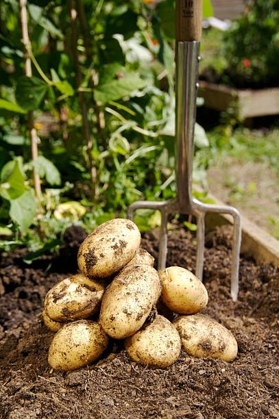 Potato Pesticides