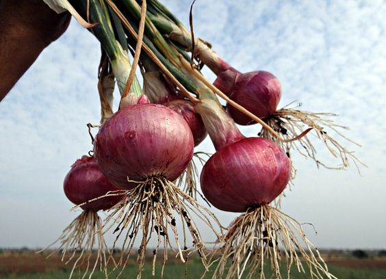 Onion Farming Market