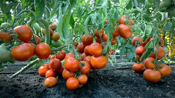 Tomato Growth Optimization