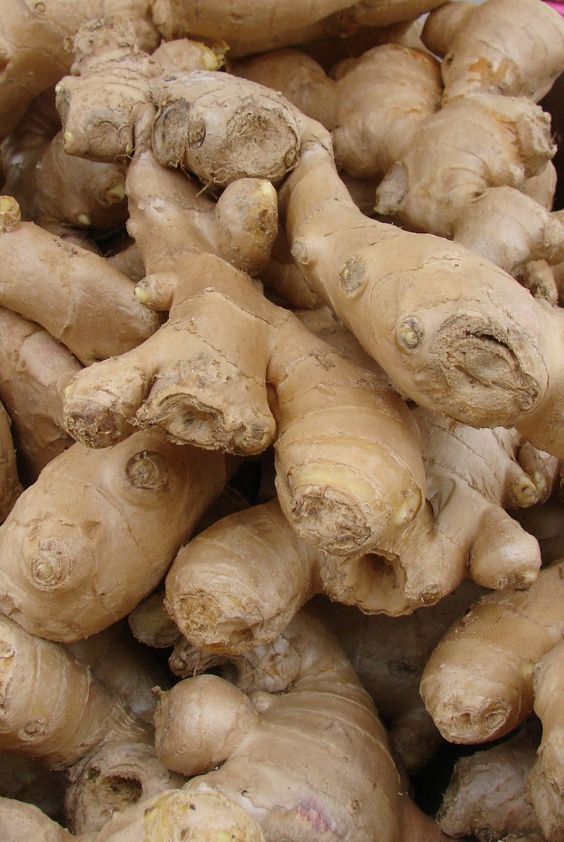 Ginger Growth Stimulant