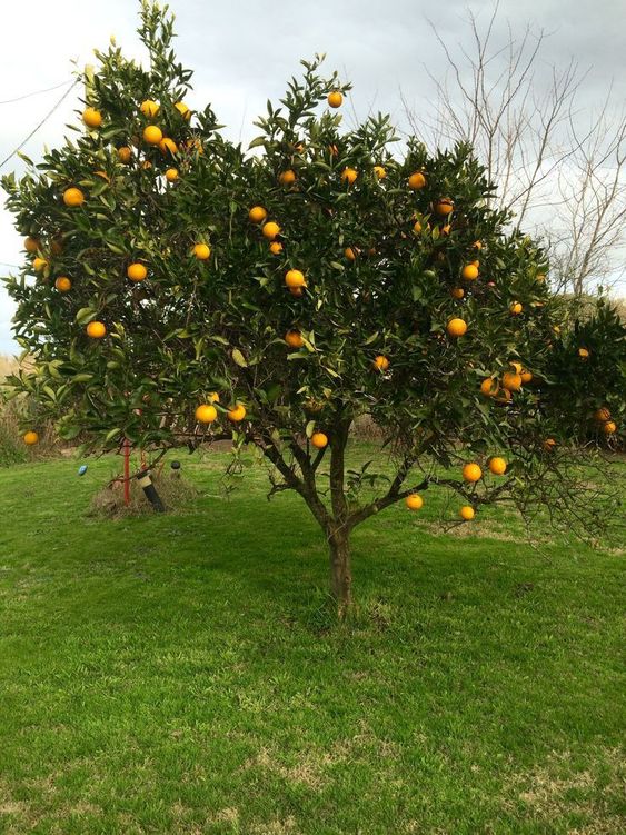 Growing Orange Trees from Seeds