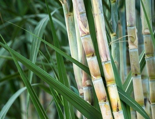 Sugarcane Byproducts