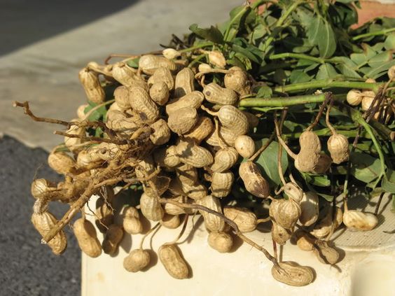 Organic Fertilizer for Peanuts