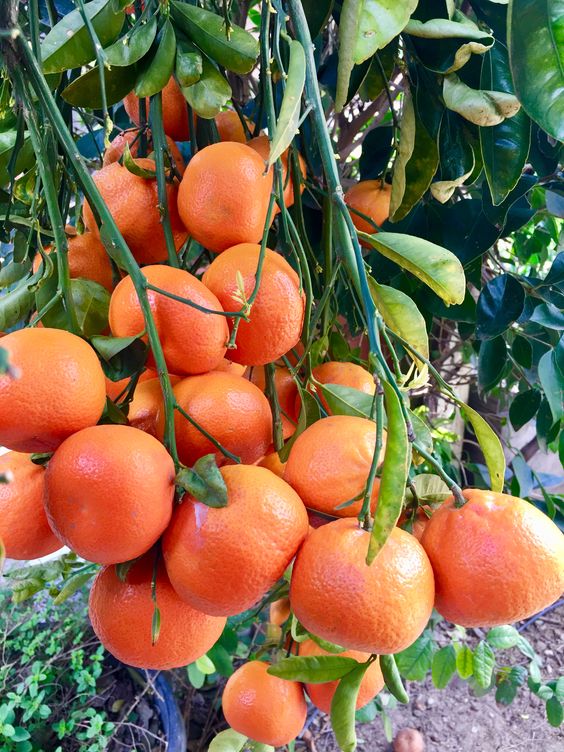 Orange Trees from Seed