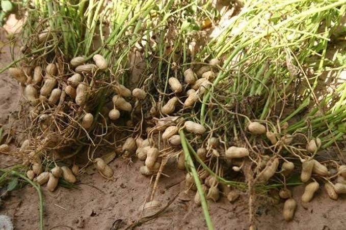 Water Management for Peanuts